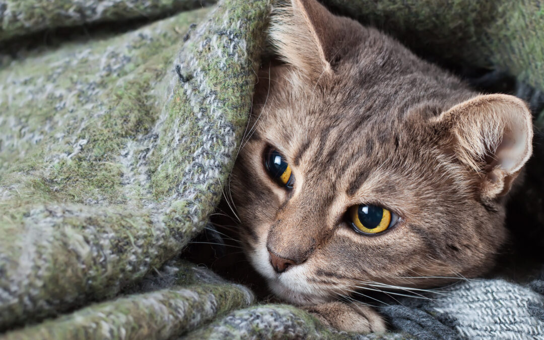 Ravenna – Picchia la moglie e uccide il suo gatto. LNDC denuncia