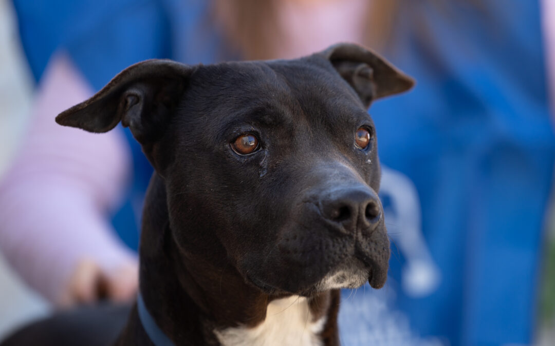 Pisa – Picchia una donna e aizza il pitbull contro l’agente di polizia