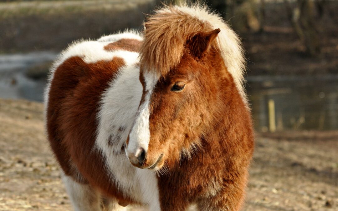 Cagliari – Shopping con pony in centro. LNDC: “Pessimo biglietto da visita per la città”