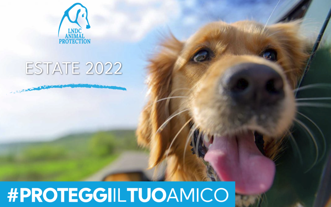 Estate 2022 – Proteggi il tuo amico dal caldo