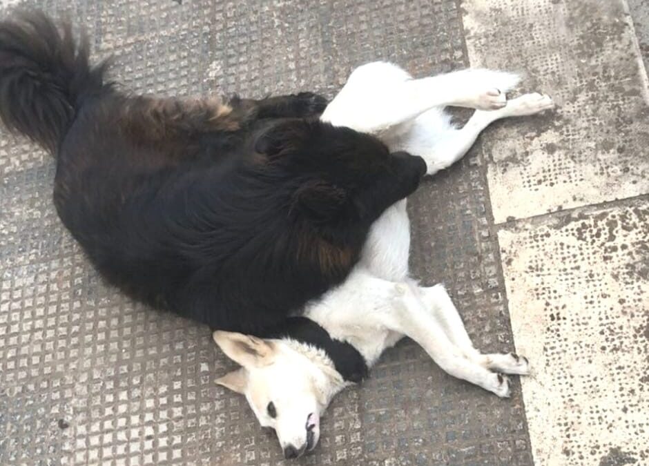 Bari – Amicizia tra cani di quartiere spezzata da auto pirata. LNDC denuncia e racconta la loro storia