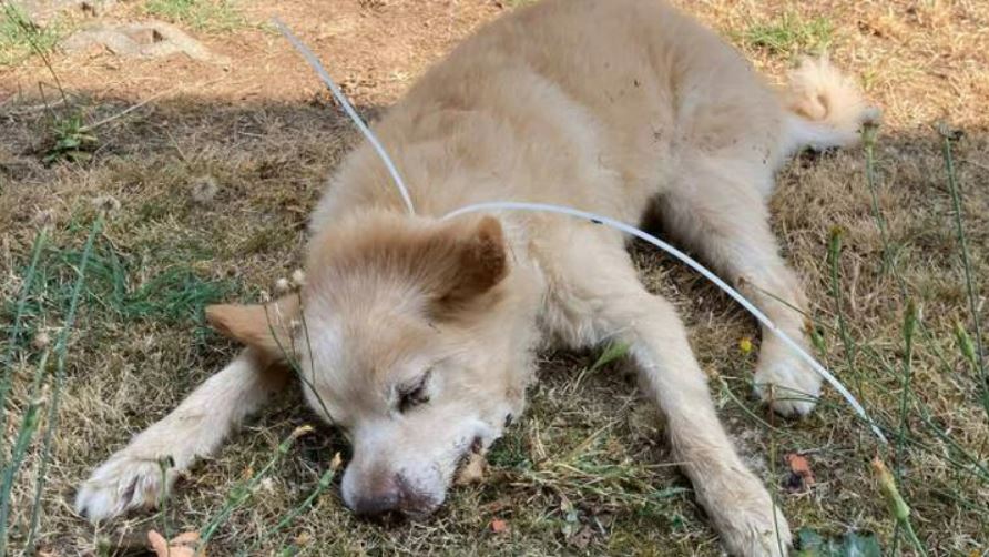 Dresano (MI) – Toby strangolato in casa sua. LNDC sporge denuncia