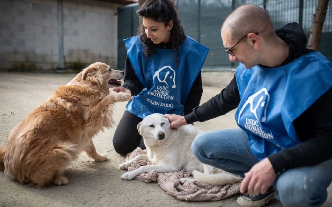 Hai trovato un animale in difficoltà, ferito, vagante o abbandonato? Ecco cosa fare e a chi rivolgersi