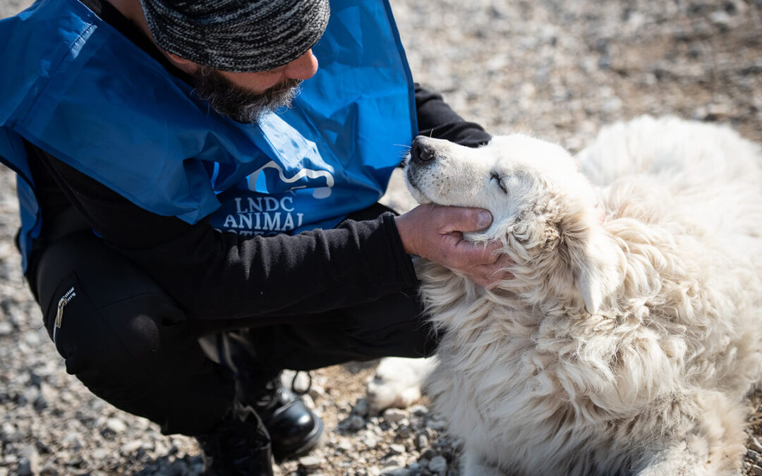 Cosa fare in caso di smarrimento del tuo cane o gatto