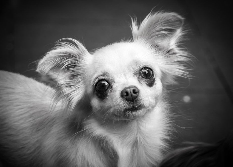 Latina – Condannato a 8 anni per aver sequestrato Rita Di Mario e ucciso il suo cane