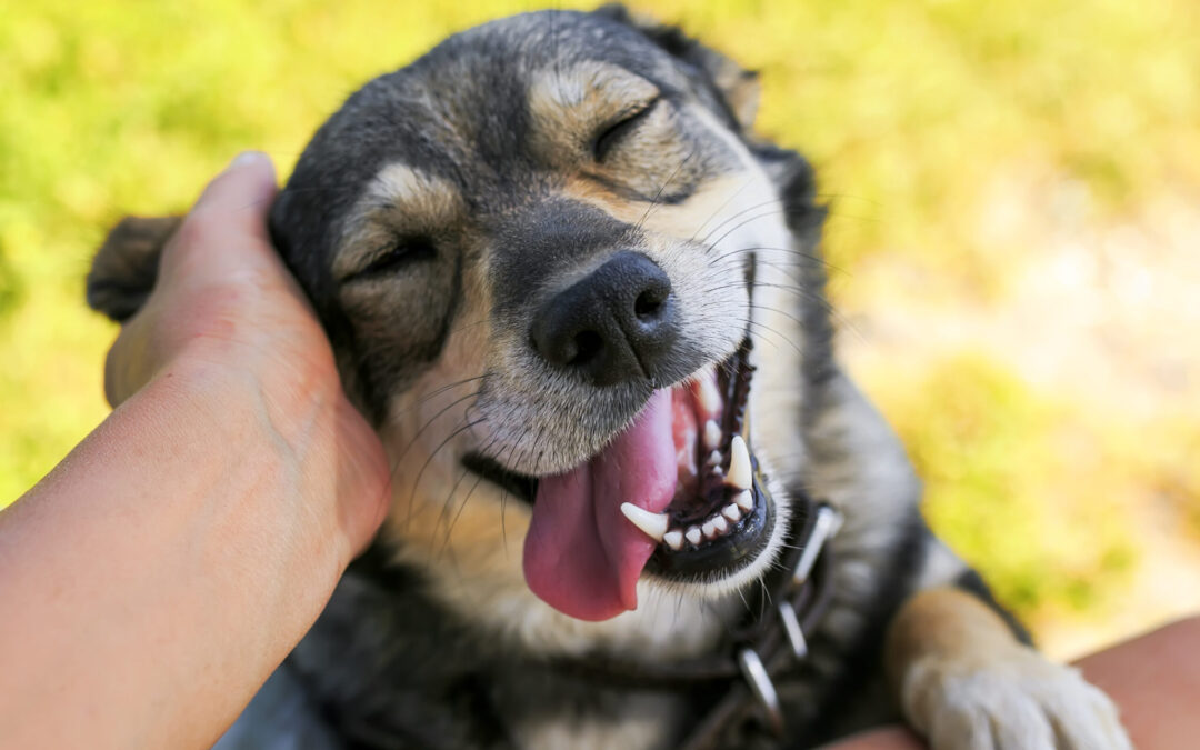 Gioiosa Marea (ME) – Sindaco ritira ordinanza. Soddisfazione di LNDC