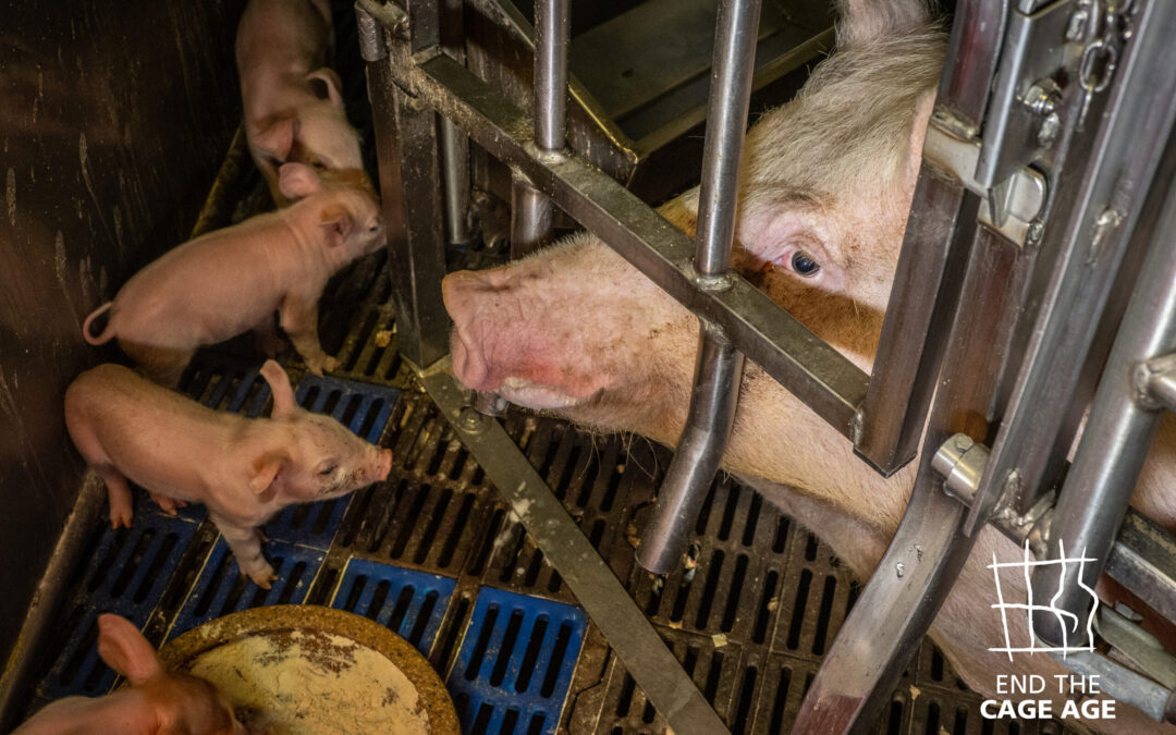 Nuova inchiesta negli allevamenti suinicoli italiani mette in luce l’orrore delle gabbie per le scrofe