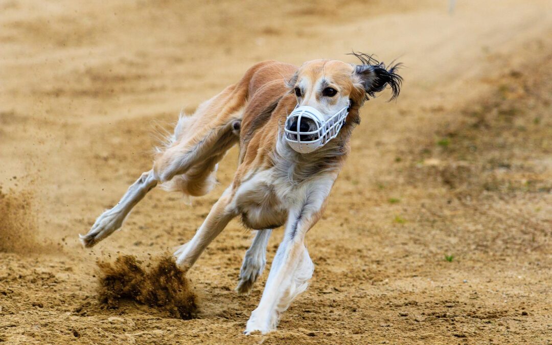 Maserada sul Piave (TV) – Le Associazioni depositano ricorso al TAR