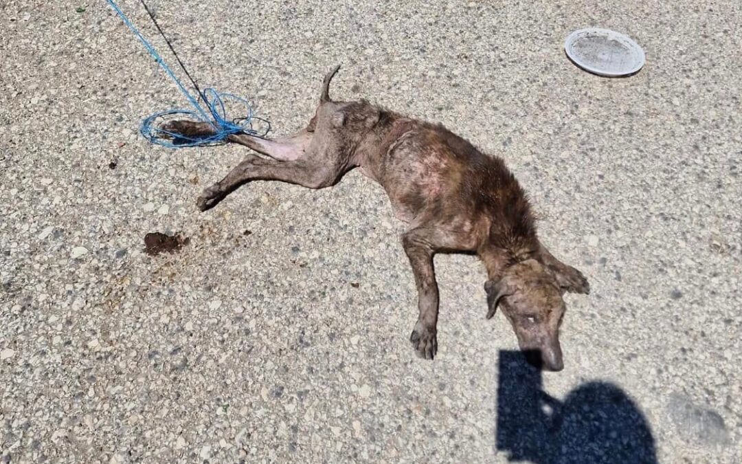 Roma – LNDC chiede intervento del Comune su situazioni in campi Rom