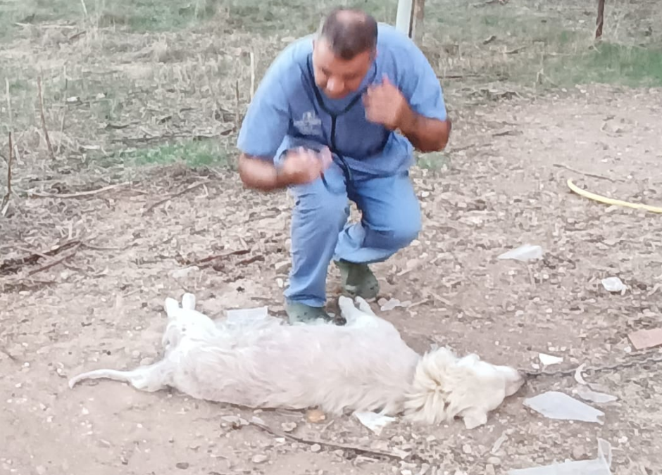 POMEZIA, CANE LEGATO AL SOLE MUORE LNDC ANIMAL PROTECTION DENUNCIA