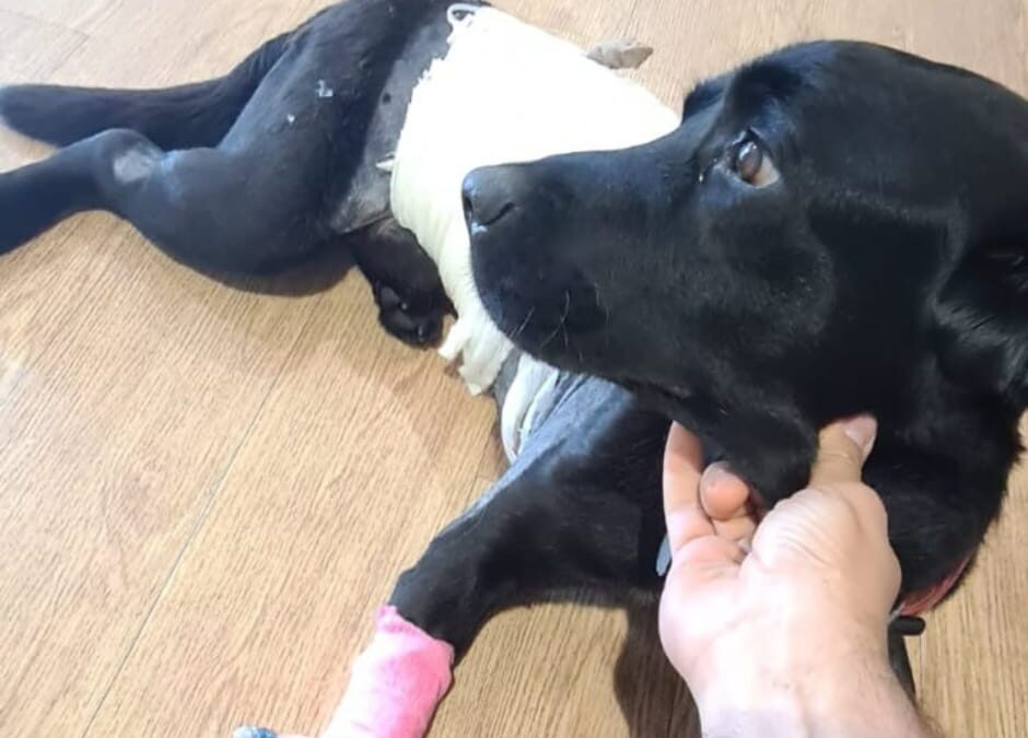 Vicenza – Tyson tradito dallo Stato che non paga le sue cure