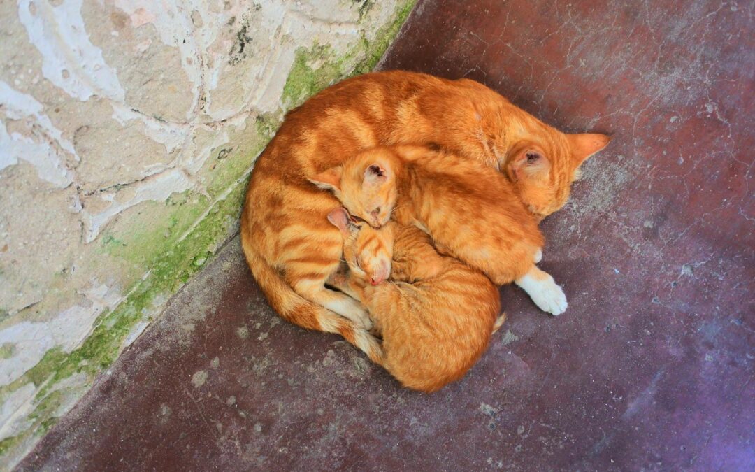 Terlizzi (BA) – Gatti bruciati vivi in una scuola. LNDC denuncia