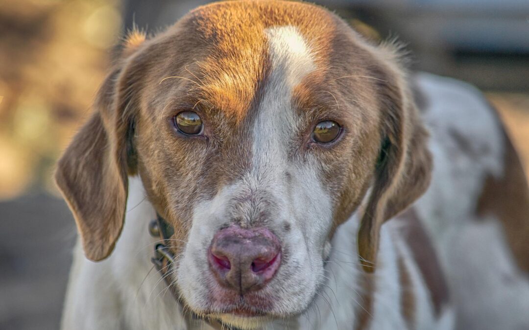 Soriano nel Cimino (VT) – Jack pugnalato a morte. Chi sa parli