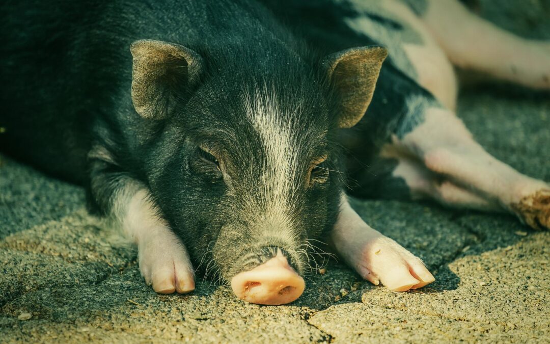 Sfattoria degli Ultimi – Associazioni sostengono il ricorso al TAR per sospendere l’abbattimento