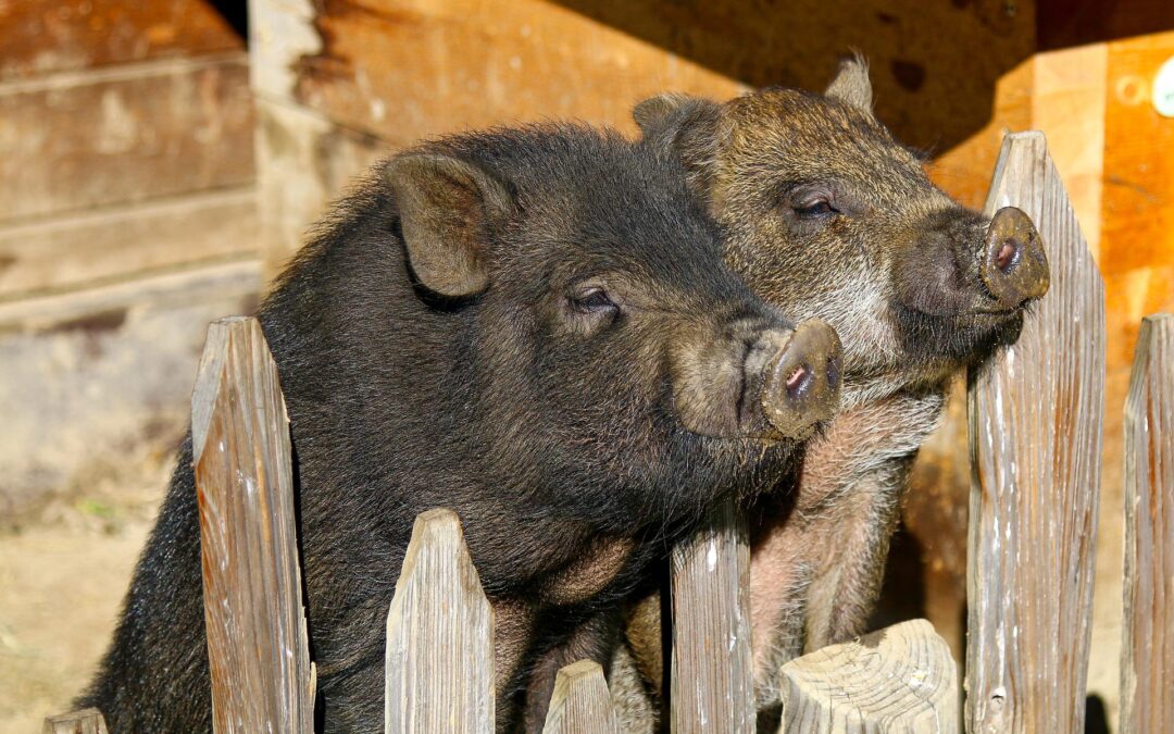 Sfattoria degli Ultimi – Vinto il primo round: abbattimenti sospesi fino al 12 settembre. Associazioni soddisfatte