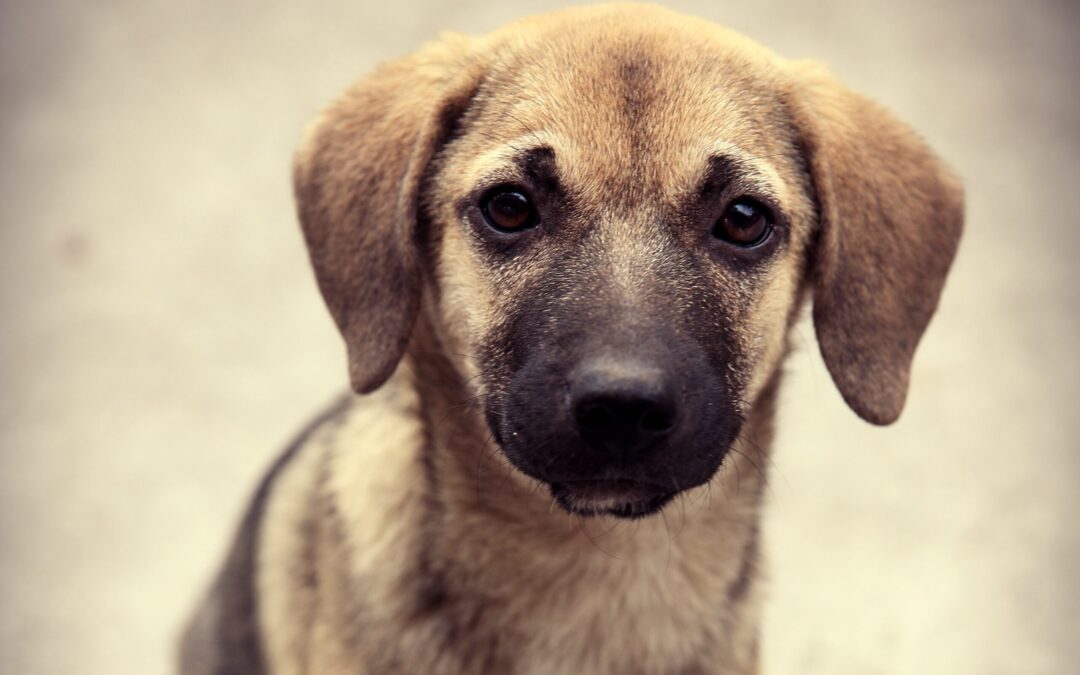 Castellaneta (TA) – Pregiudicato abbandona cucciolo e viene arrestato