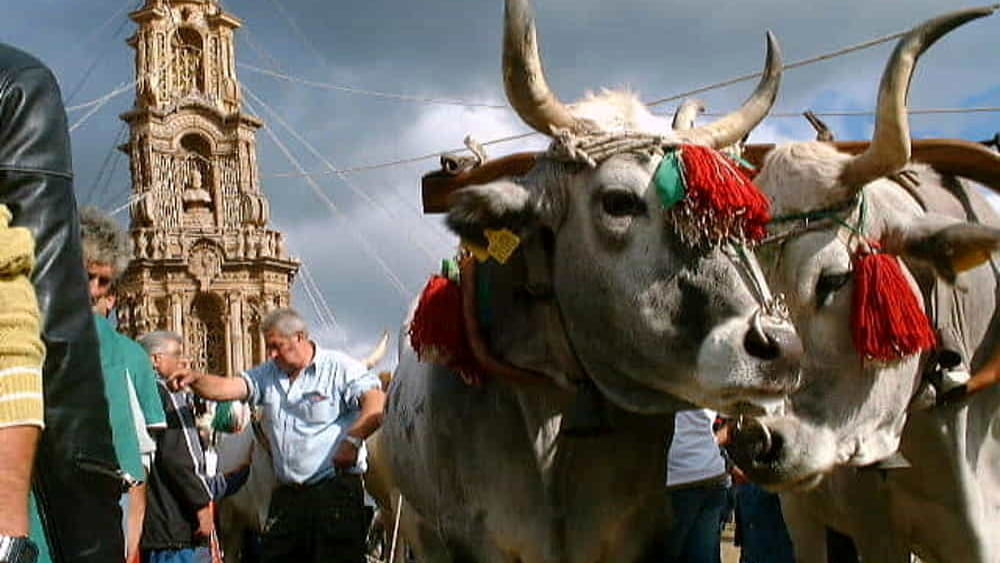 Mirabella Eclano (AV) – Buoi sfruttati per la Tirata del Carro