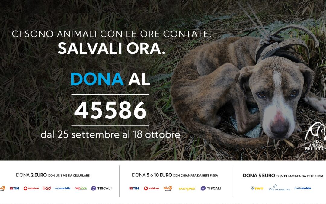 L’appello di LNDC Animal Protection a sostegno degli animali in pericolo di vita
