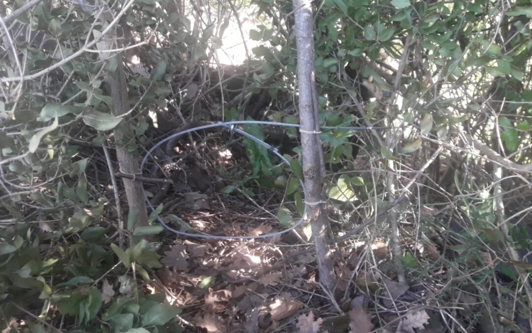 Salerno – Trappola illegale uccide un cane