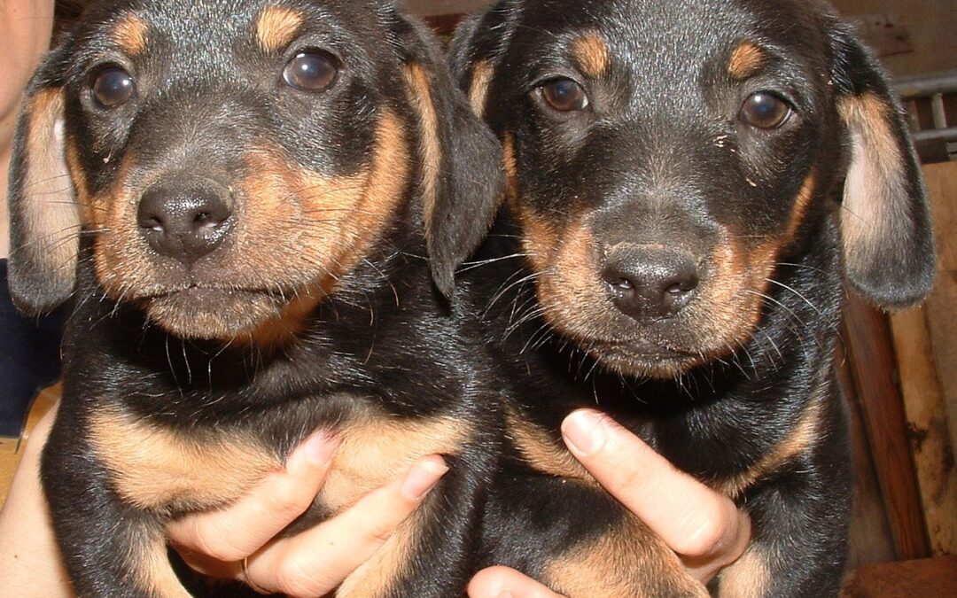 Milano – Due denunciati per vendita di cuccioli illegale