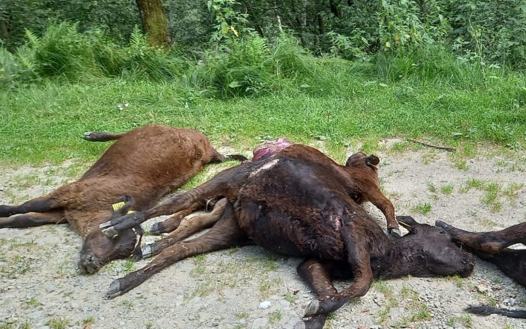 Biella – Circa 200 animali rischiano la vita. Intervengono le associazioni