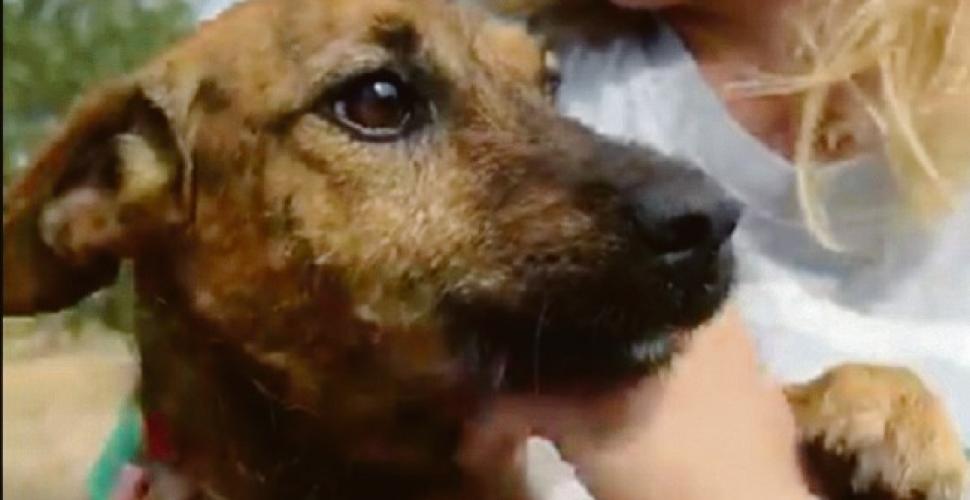 Bitonto (BA) – Cucciolo buttato nel pozzo. LNDC sporge denuncia