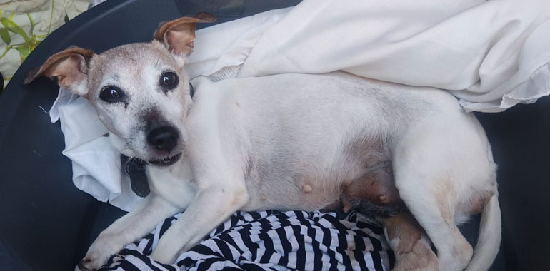 Cremona – Abbandonata e morta per le infezioni. LNDC sporge denuncia