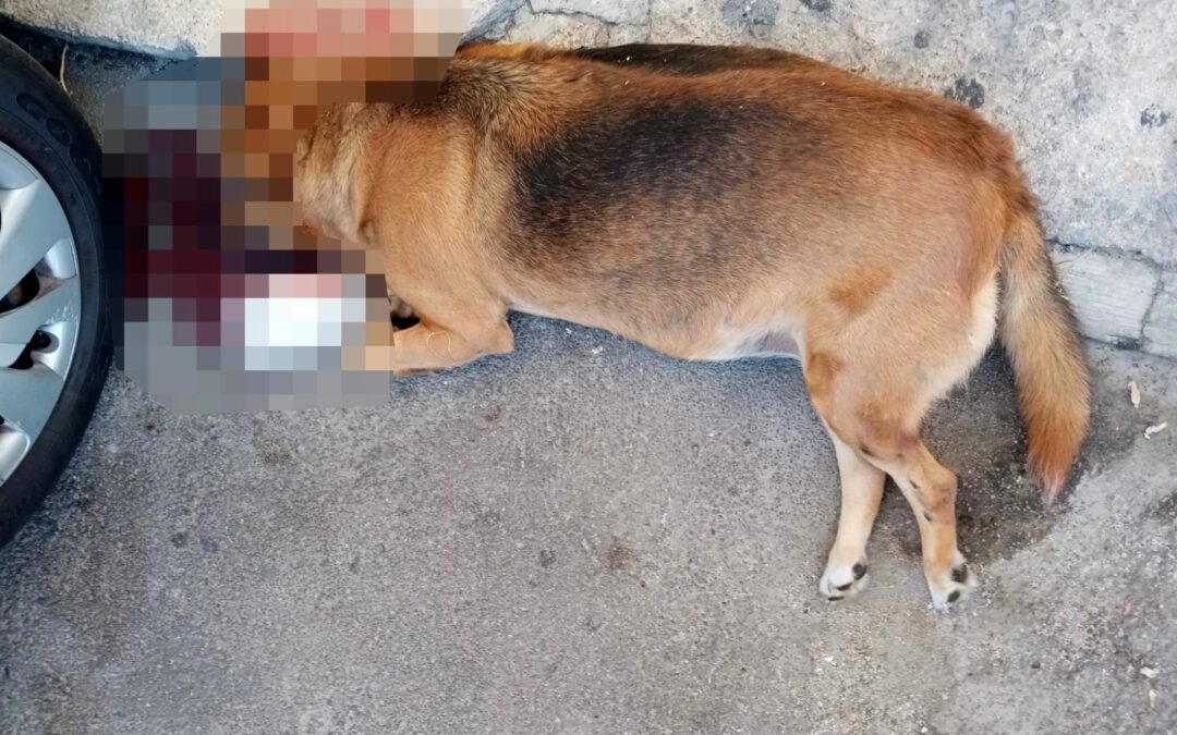 Palermo – Stella uccisa a sassate. LNDC denuncia