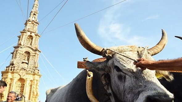 Mirabella Eclano (AV) – LNDC sporge denuncia per la tirata del carro