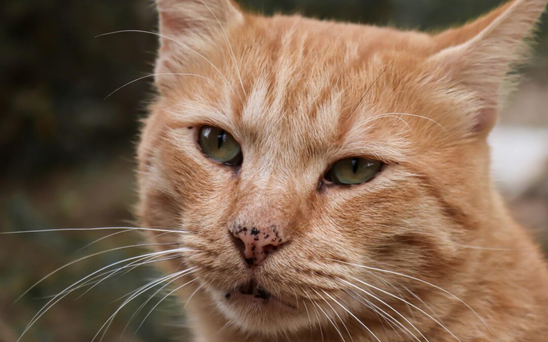 Tavagnacco (UD) – Gatto ucciso da una freccia