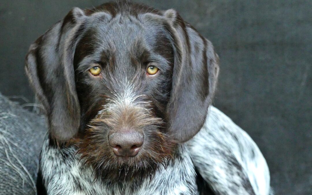 Vicenza – Cacciatore uccide il suo cane per una zampa rotta