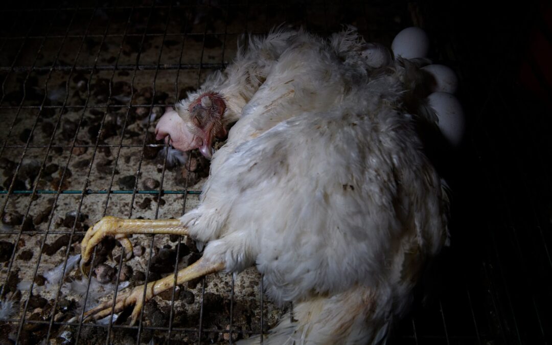 Nuova inchiesta ETCA mostra sofferenza galline ovaiole in gabbia