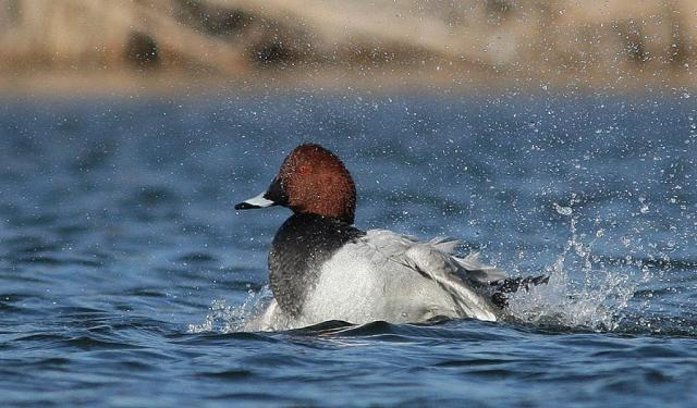 Il T.A.R. Sardegna, ancora una volta, salva Moriglione e Pavoncella