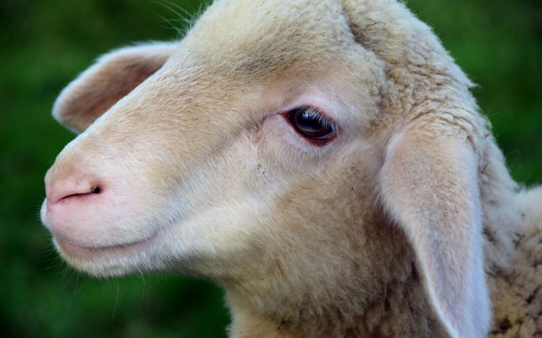 Agnello ucciso senza pietà – LNDC chiede chiarimenti