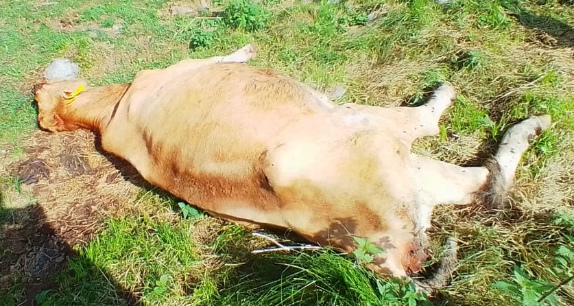 Biella – Nuova denuncia e richiesta di sequestro per gli animali abbandonati in alpeggio