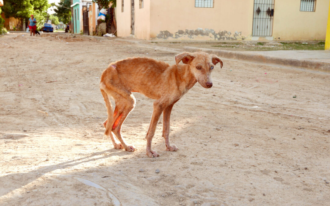 LNDC scrive all’ambasciatore egiziano in Italia