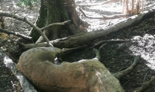 Cuasso al Monte (VA) – Bracconieri uccidono cervo solo per trofeo