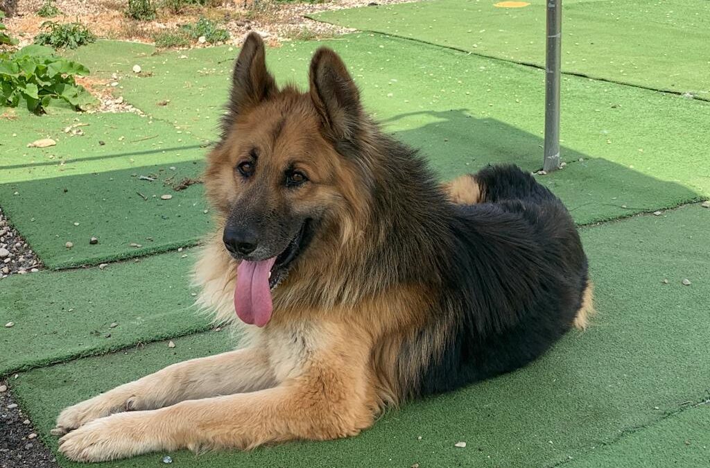 Pescara – Rocky soffre nel box, cerca una casa