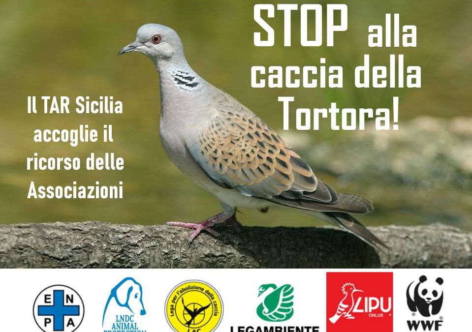 Sicilia – Vittoria associazioni animaliste. Il TAR chiude la caccia alla tortora