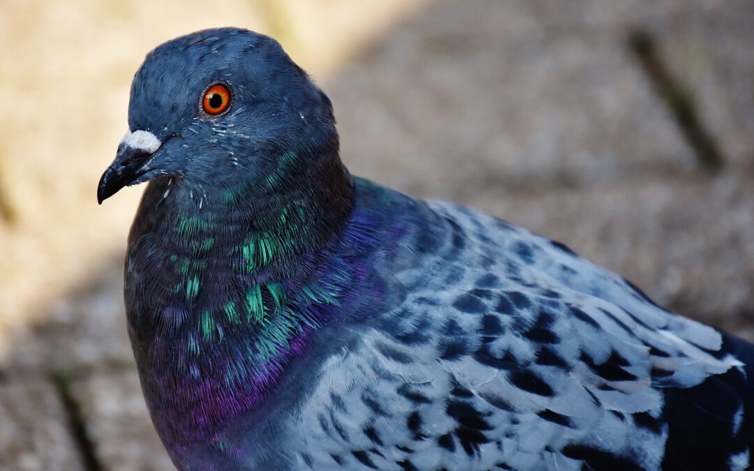 Rieti – Gang di ragazzi decapita un piccione