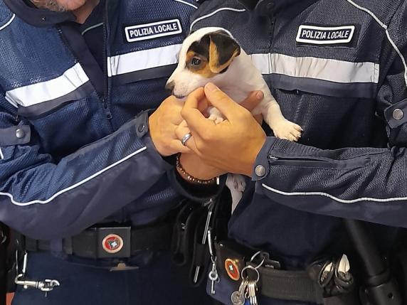 Vergiate (VA) – LNDC denuncia il proprietario di un jack russell per maltrattamento