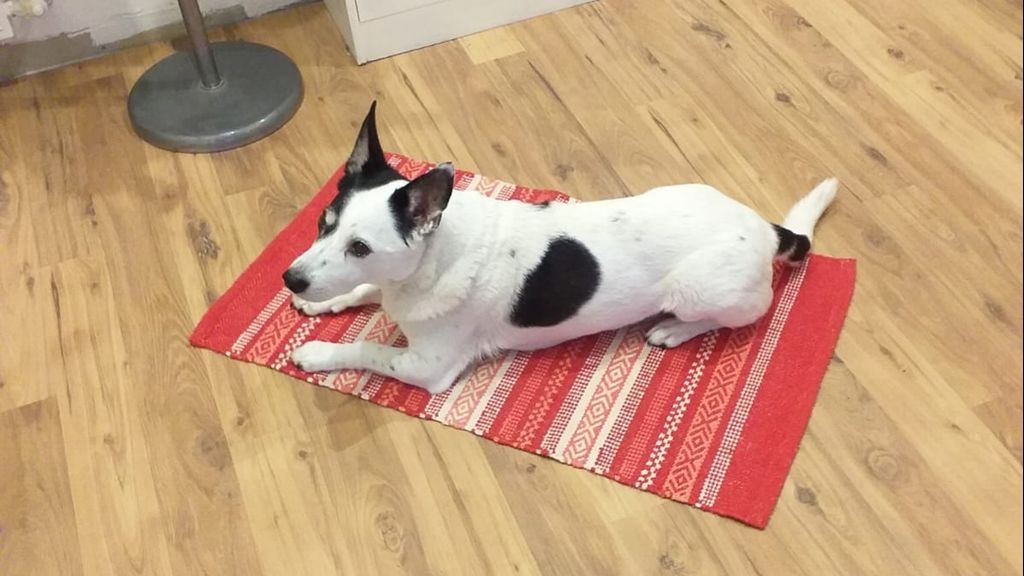 Missaglia (LC) – Investe cane e non si ferma. LNDC sporge denuncia