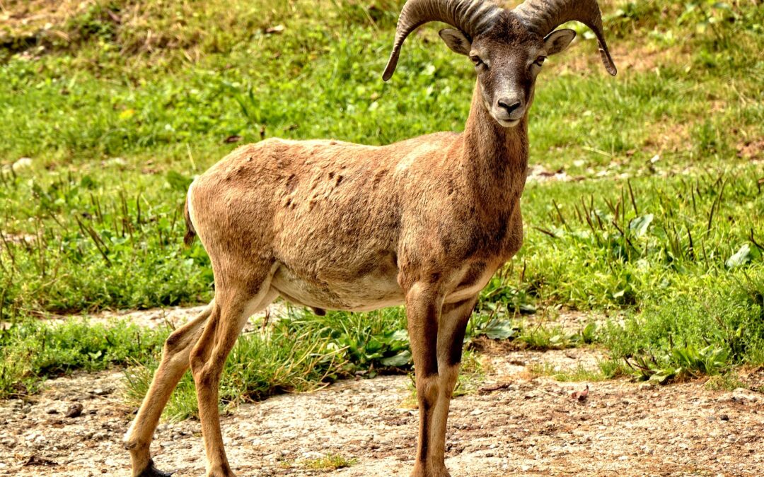 Isola del Giglio (GR) – Mufloni del mirino dei cacciatori. LNDC scrive al Presidente della Regione