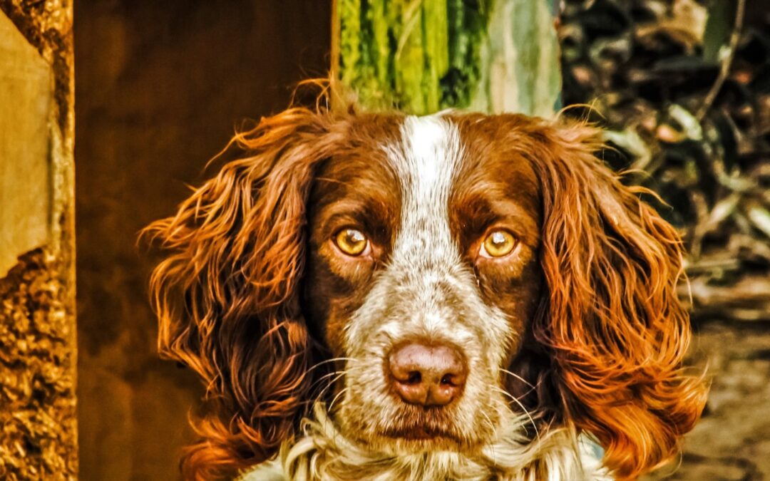 Stienta (RO) – LNDC denuncia cacciatore per uso collare elettrico