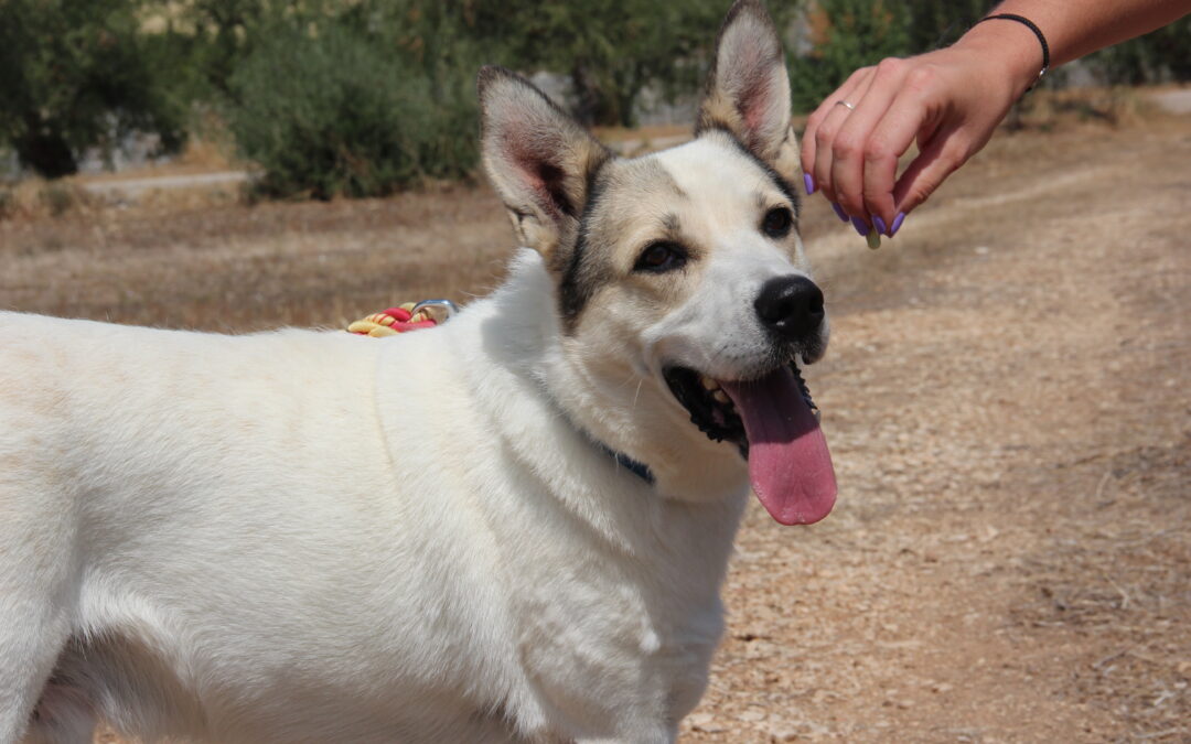 Trani – Anche Sergei merita una nuova occasione