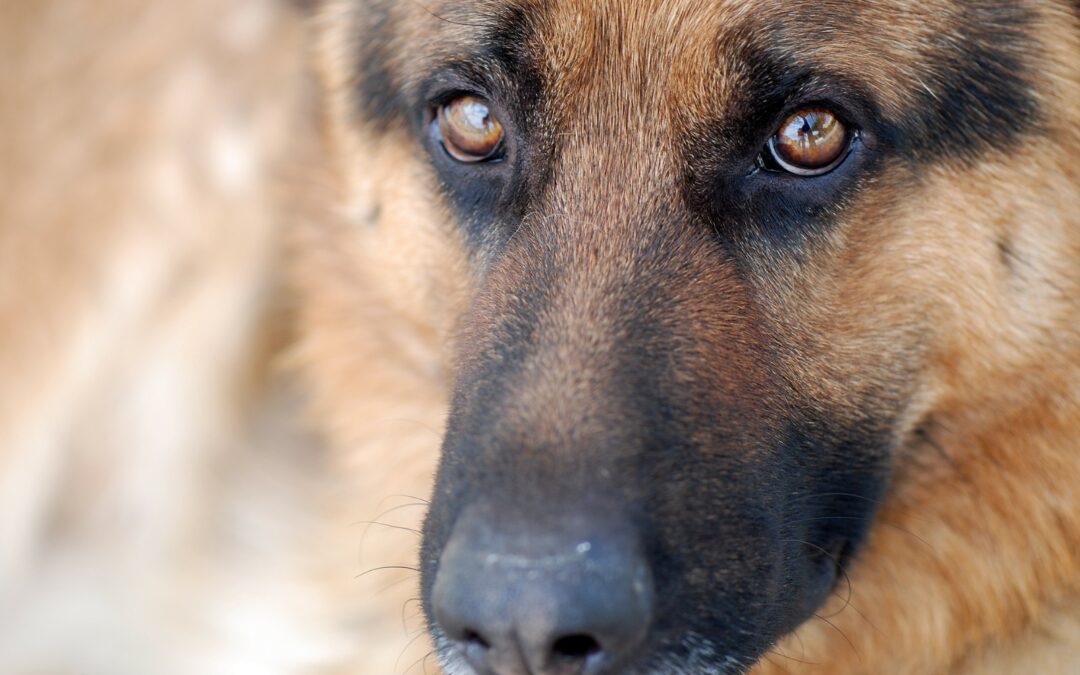 Gela (CL) – Spara ai cani della sua ex. LNDC sporge denuncia e chiede ancora inasprimento delle pene