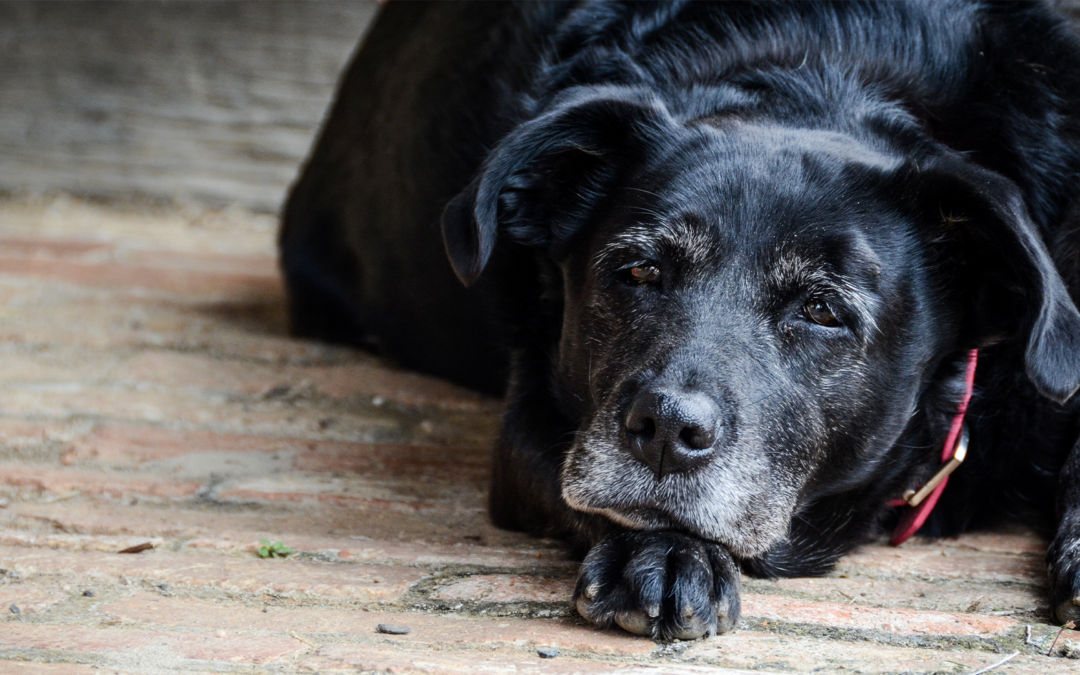 #Adottaunnonno – LNDC e Nutrix Più ancora insieme per i cani anziani