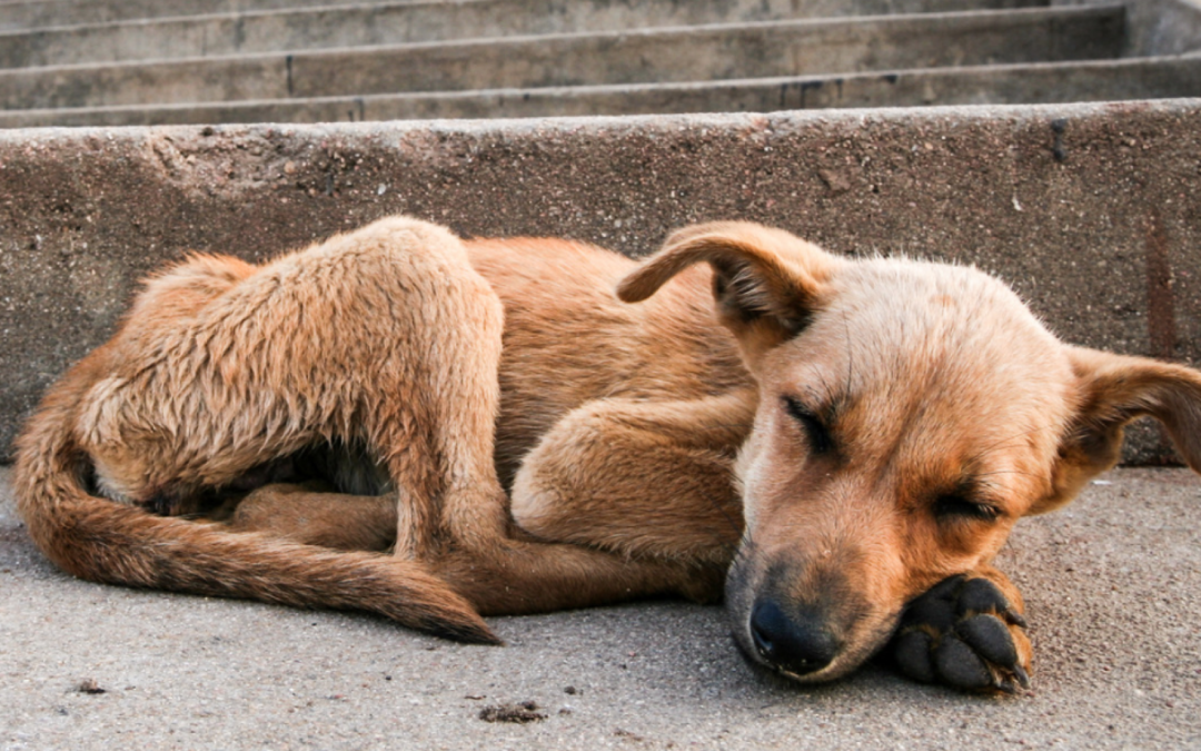 Io soffro, sento, amo – LNDC lancia petizione per riconoscere gli animali come esseri senzienti