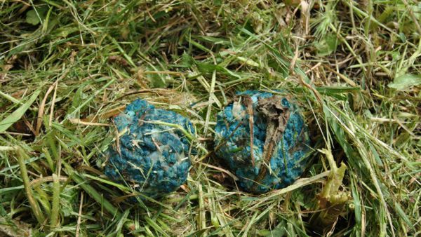 Vendita di veleni online – LNDC sporge denuncia per istigazione a delinquere