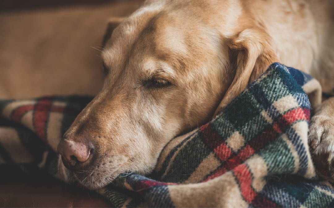 Dona una coperta al rifugio più vicino